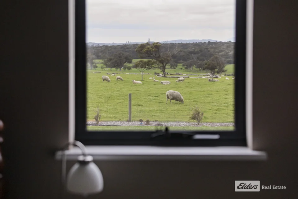 View through a window across a paddock with sheep.